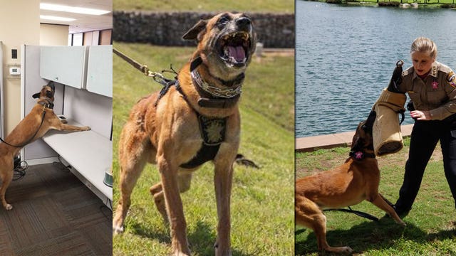 TCSO retires K9 Steele, welcomes new K9s Shadow and Radar