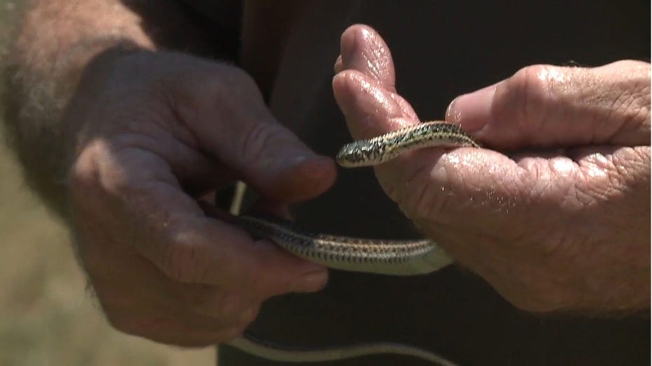 snake ni apartment