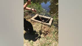 Beaver rescued from Murphy Park drainage hole in Taylor