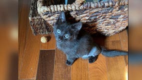 Kitten hit by car in June finds fur-ever home with family of AFD firefighter