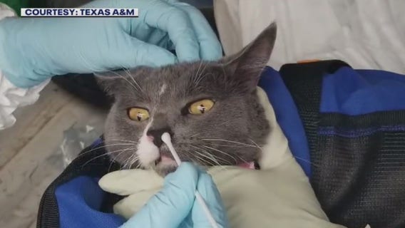 First cats in Texas test positive for COVID-19