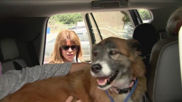 Harris Co. judge declines to deem dog dangerous after attack