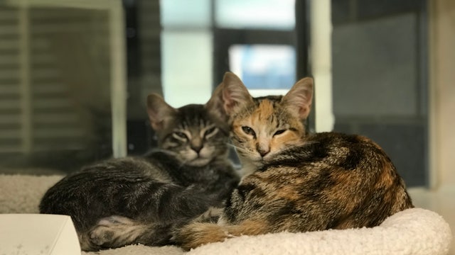 Nearly 100 cats, kittens at Houston SPCA are 2-for-1 with $20 adoption fee