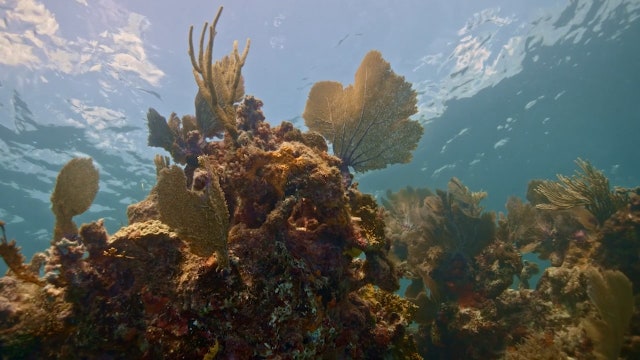 North Carolina man visiting Florida Keys cited for taking federally-protected coral
