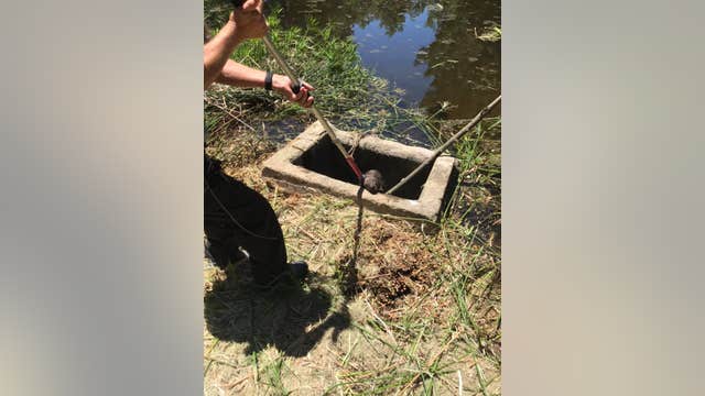 Beaver rescued from Murphy Park drainage hole in Taylor