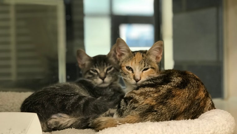 Cats at Houston SPCA