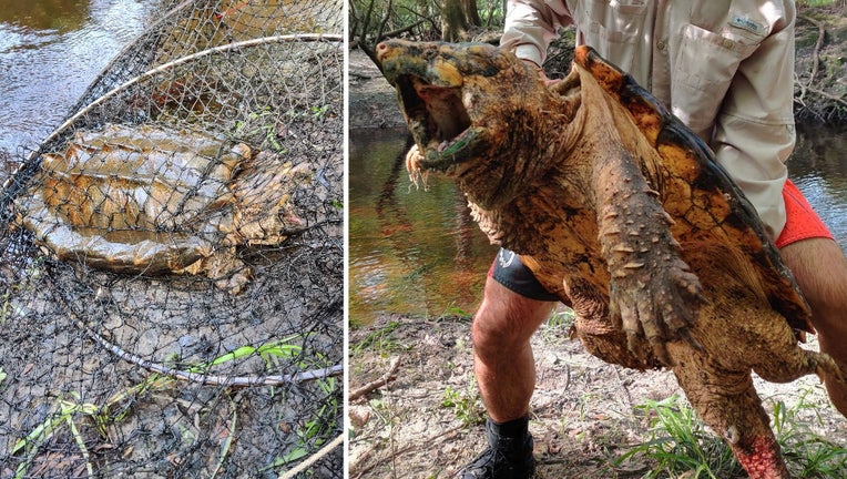 Fwc Researchers Capture 100 Pound Alligator Snapping Turtle