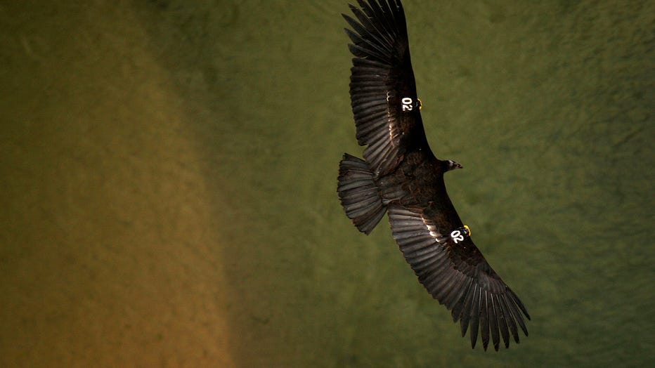 Endangered Condors Threatened With Lead Poisoning