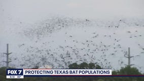 FOX 7 Discussion: Protecting bat populations