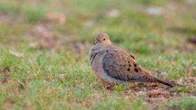 Georgetown PD reminding public about dove hunting season in Williamson County