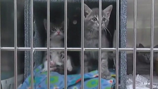 FOX 7 Discussion: Nonprofits facing hardships due to COVID-19