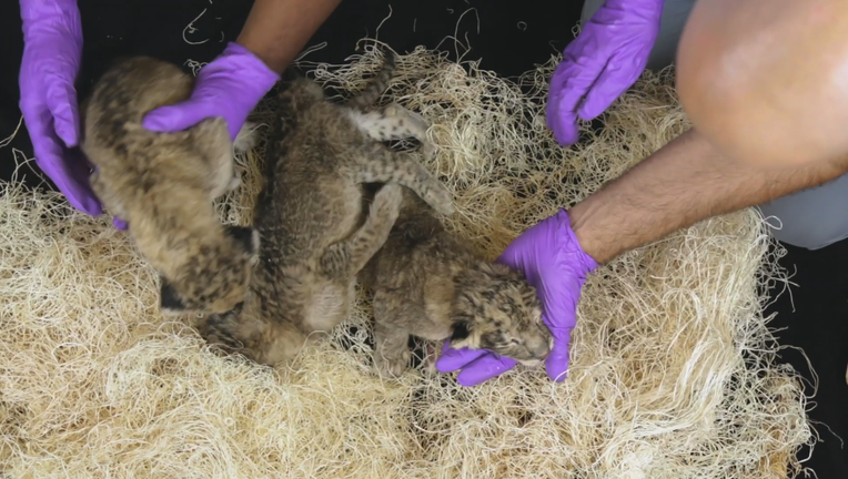 Dallas-Zoo-Lion-Cubs_KDFW33f7_174_mp4_00.00.05.03.png
