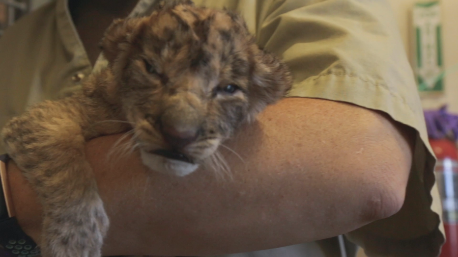 Dallas-Zoo-Lion-Cubs_KDFW33f7_174_mp4_00.00.43.11.png