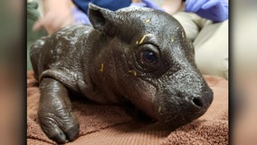 It's a boy! Endangered pygmy hippo born at Boston zoo