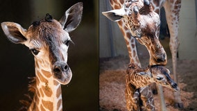 It's a girl! Colorado zoo welcomes baby giraffe