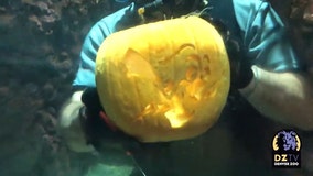 Denver Zoo divers treat fish to underwater pumpkin-carving show