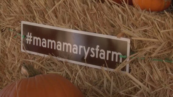 Mama Mary's Pumpkin Patch makes adjustments this year for COVID-19