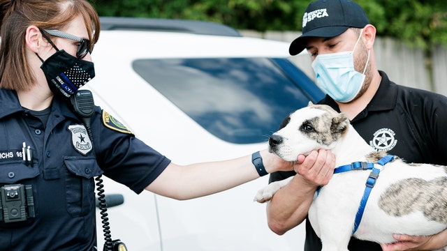 Houston SPCA now caring for puppy that was kicked in viral video