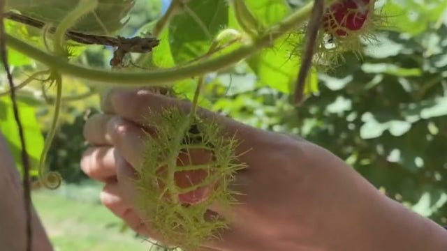 La Flaca uses gardening skills to help the Hispanic community