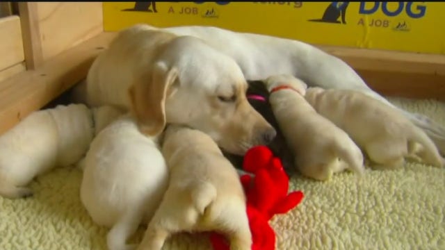 State commission deciding if breeder licensing program should stay or go