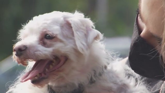 APA! rescues two dogs found wandering near the shelter