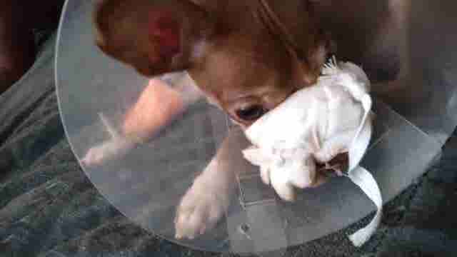 GoFundMe started for nine-week-old puppy with serious injuries