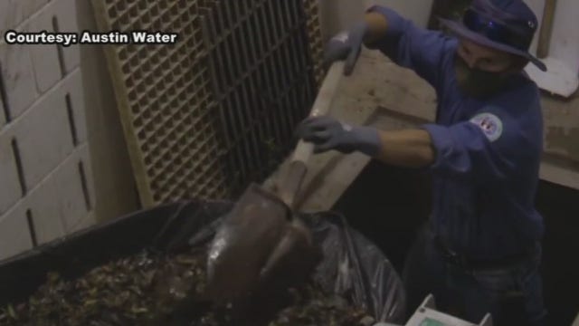 Austin Water hits major milestone in fight against zebra mussels