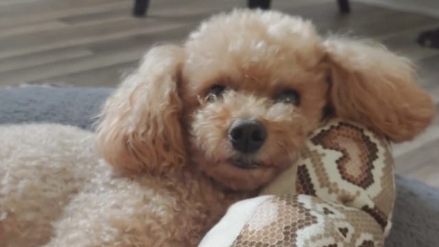 Beloved Dell Seton therapy dog “Jack of all Trauma” missing