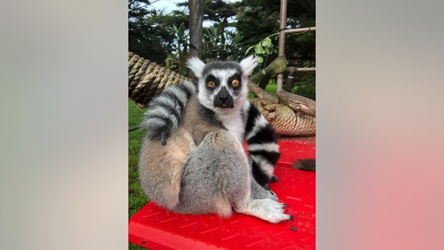 Ring-tailed lemur presumed stolen from San Francisco Zoo