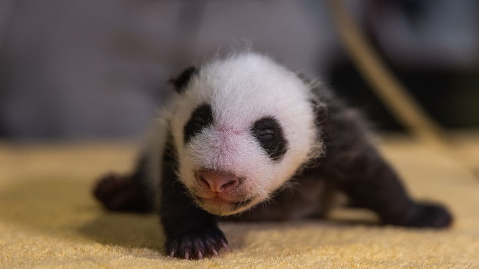 HANDOUT_Panda_100520_1