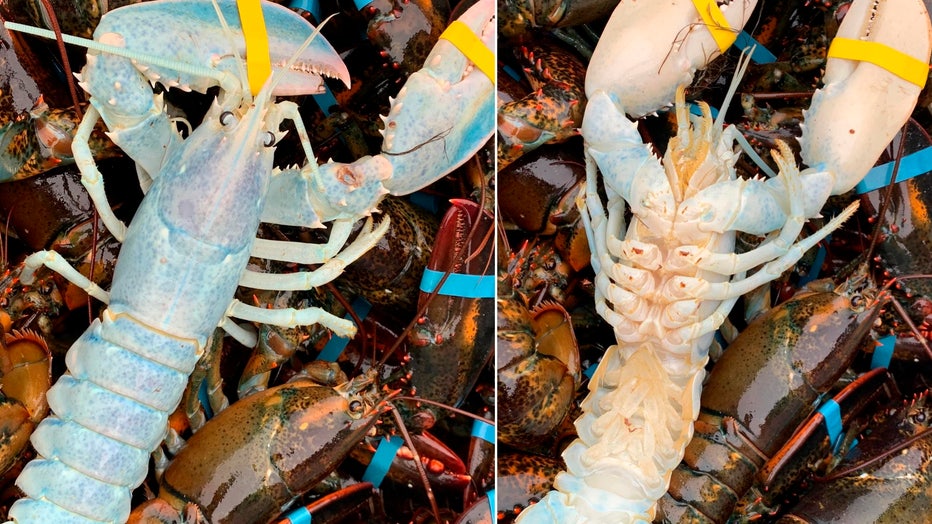 Blue lobsters and other uniquely-pigmented animals: Why it happens