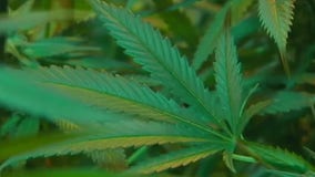 Legal marijuana in Texas? 9 new bills introduced for consideration