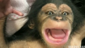 So cute! Baby chimp laughs for first time at Maryland Zoo