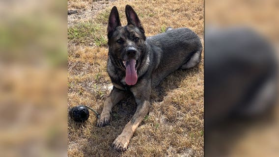 Funds raised for Florence Police Dept.'s K-9 Fritz's Kevlar vest
