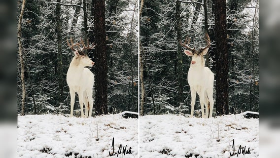 Albino buck photographed in snow-covered backyard in Wisconsin