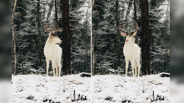 Albino buck photographed in snow-covered backyard in Wisconsin