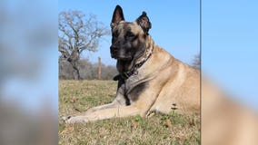 Lobos, retired Fayette County K-9, diagnosed with cancer