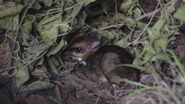 Video shows birth of rare Philippine mouse-deer at zoo in Poland
