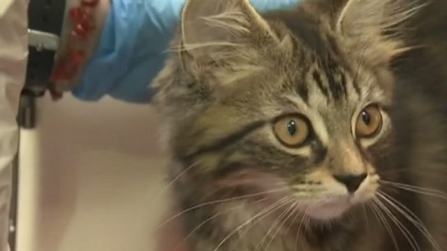 Legislative proposal would eliminate license requirement for breeders in Texas