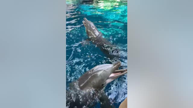 Dolphins have a blast as trainers blow bubbles at Georgia Aquarium
