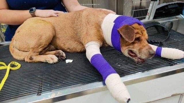 Dog recovering in Lakeway after near-death experience with Mexican cartel