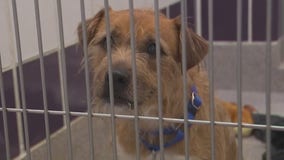 Wilco shelter at capacity following increase in surrenders and strays