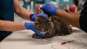 Biotech companies working on a COVID-19 vaccine for cats