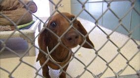 Georgetown Animal Shelter closed June 19-20 due to staffing shortages