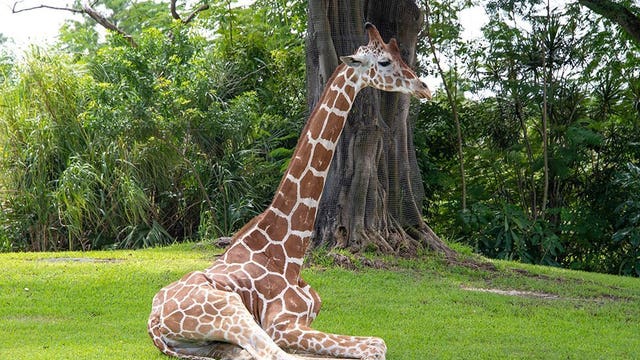 Pongo the giraffe euthanized at Zoo Miami