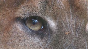Woodcreek warning residents about possible mountain lion in area