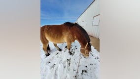 APD's mounted patrol horses spent storm at Austin Equestrian Center