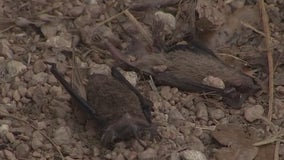 Winter storm has devastating impact on Texas bat population