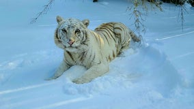 Animals at Austin Zoo make it through severe winter storm