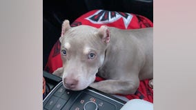 Atlanta couple heartbroken after dog stolen during car break-in